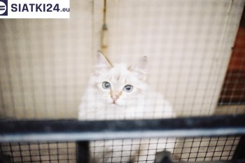 Siatki Piotrków Trybunalski - Zabezpieczenie balkonu siatką - Kocia siatka - bezpieczny kot dla terenów Piotrkowa Trybunalskiego